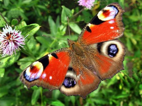 beautiful butterfly, sitting on a foliage flowers