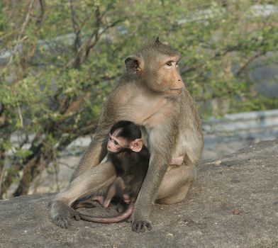 Makaka with her baby
