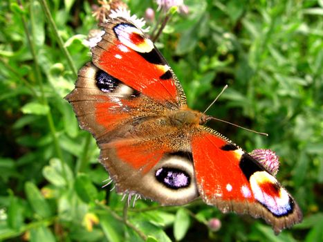 beautiful butterfly, sitting on a foliage flowers