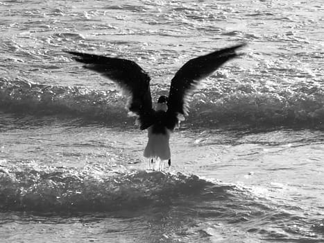 Bird Series - Photos depicting various birds in different situations