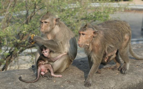 Wild monkeys with babies