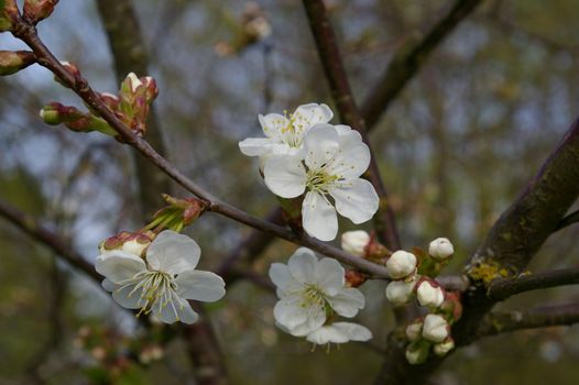 Cherry Blossom 