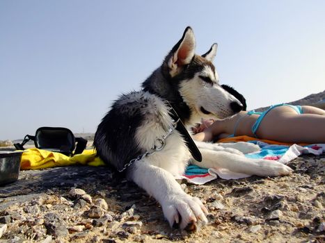 Canine series - imagery depicting different breeds of our canine companions - Siberian Husky