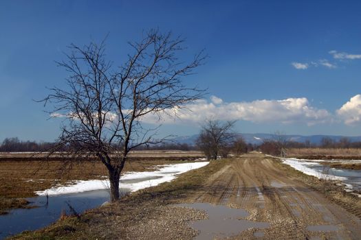 Tree near path with blue sky and white clouds
