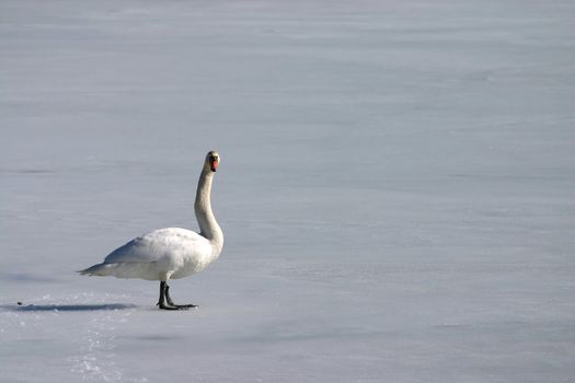 Lonely swan on frozen lake 