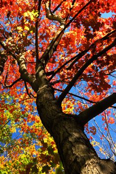 Autumn maple tree with red leaves in the fall forest
