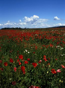 Field of blooming poppies