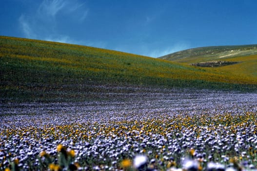 Field of blooming flowers