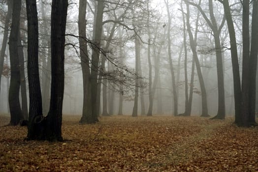 Fog in forest in autumn