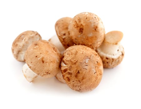 Brown cremini or young potrobello mushrooms isolated on white background