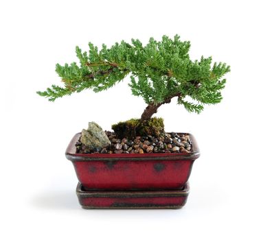 Bonsai tree in ceramic pot on white background