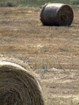 Tumbleweed and haystacks in a field in the Mediterranean