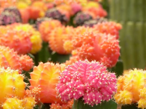 beautiful pink cactus close-up