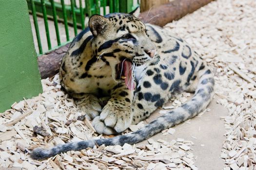 clouded leopard (neofelis nebulosa)