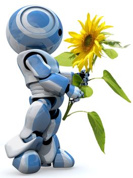 A glossy reflective 3d robot looking in awe at a large sunflower isolated. 