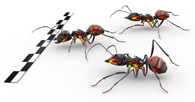 Three fire ants crossing the finish line ready for victory. 