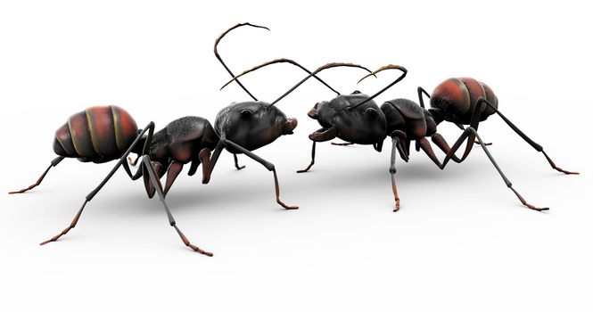 Two ants meeting for the first time, or conversing with eachother on the day's work and productivity. 