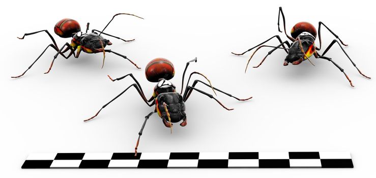 Three fire ants crossing the finish line. 