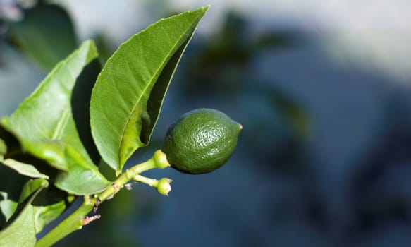 Close up of a baby lemon.