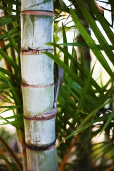 The trunk of a palm tree in the late afternoon.