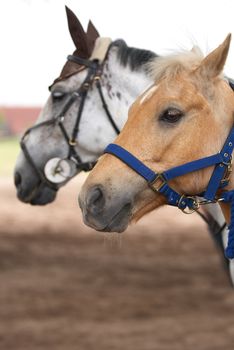 Pair horses having a rest after competition