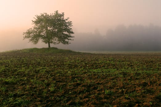 The lonely tree in a fog. Spring morning. 