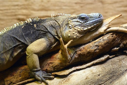 Photo of the big lizard in a zoo