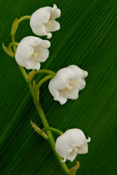 Lily of the valley on green background. A close up. 