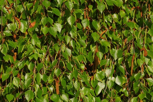 Birch branches with leaves and buds