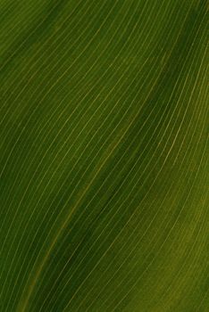 Green leaf of a lily of the valley. A close up.