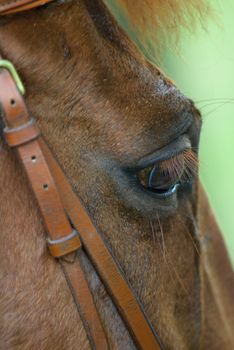 Close up of Horsehead