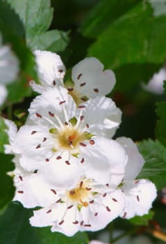 Blossom hawthorn. A close up.