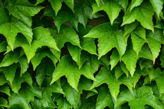 Wild wine branches with leaves