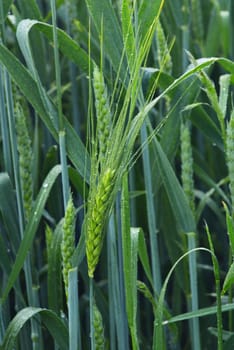 Green rye field that has begun to ear. 