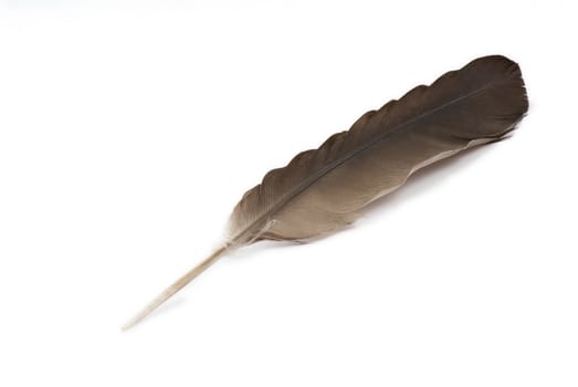 Natural feather on the white background.
