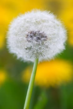 Close up of a dandelion on blurred yellow background