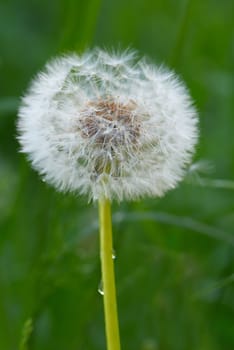 Close up of a dandelion on blurred  green background