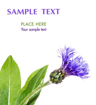 Flower of cornflower for background with space for your text