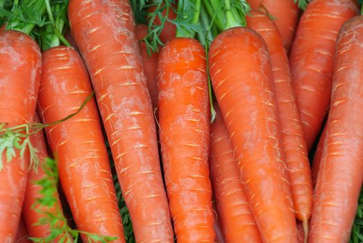 Autumn Harvest. Red sweet carrots