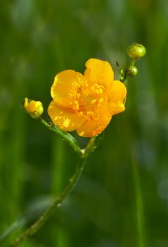 Photo of a buttercup with two buds. A close up