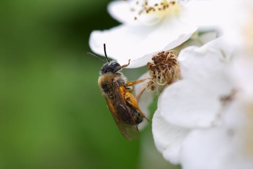 Honey Bee gathering pollen from a white flower. Macro.