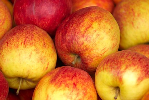 Autumn Harvest Apples. Golden delicious apples