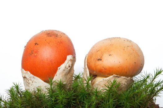 two young Amanita Caesarea mushrooms on moss isolated on white background