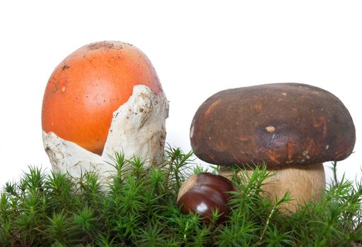 two mushrooms, Amanita Caesarea and Boletus edulis with chestnut on musk isolated on white background