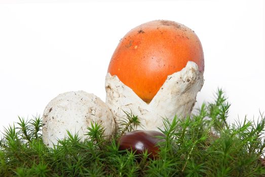 two beautiful young Amanita Caesarea mushroom on musk isolated on white background
