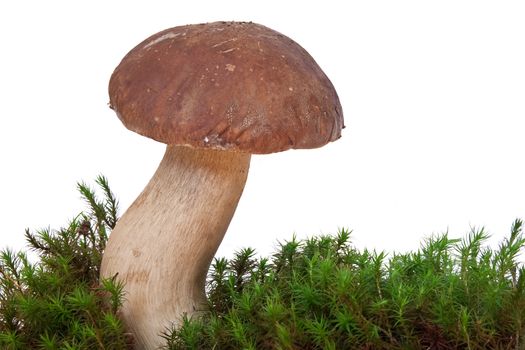 One boletus edulis mushroom on moss isolated on white background