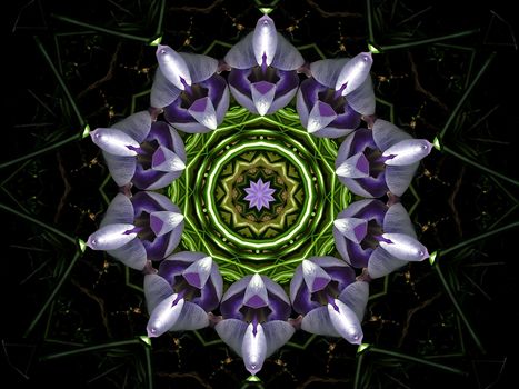 Photo-based illustration abstract / purple flower black background