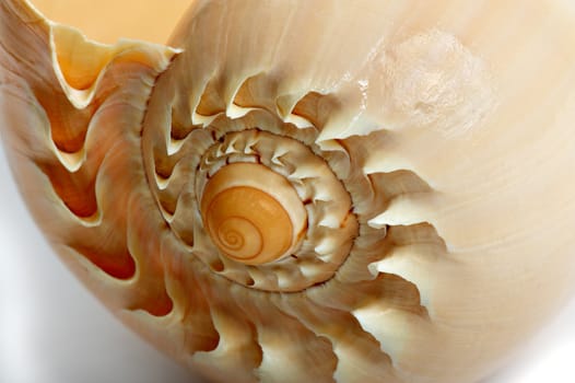 One big spiral tropical shell. Close up.