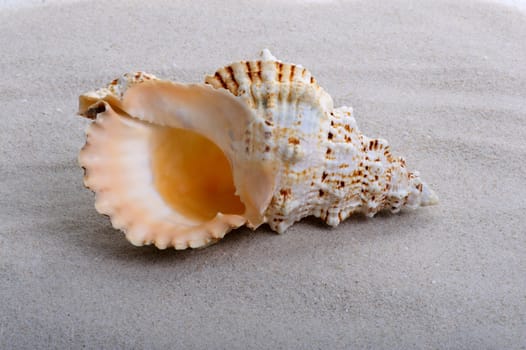 One big shell on the sand background