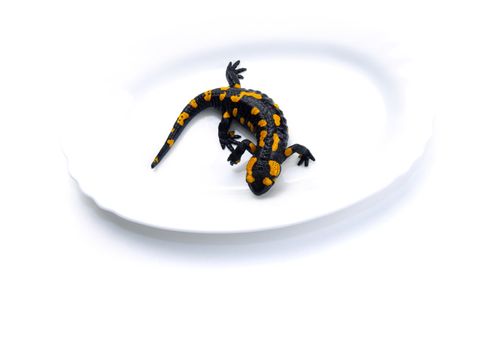 Fire Salamander (Salamandra salamandra. Salamandra maculosa) on a white plate
